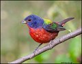 _0SB2377 painted bunting